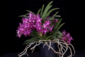 Vandachostylis Pinky Purple Diamond CCM/AOS 87 pts.